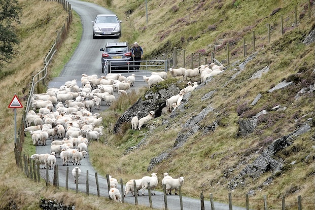 sheep